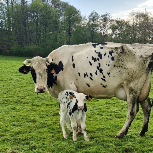 491442421 17882731602268730 5128628351502380259 n