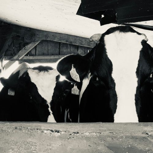 whatsapp image 2026 02 06 at 15.47.5123