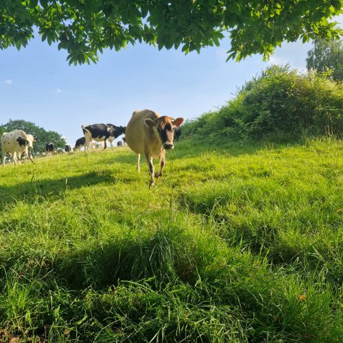 whatsapp image 2026 02 06 at 15.55.0322