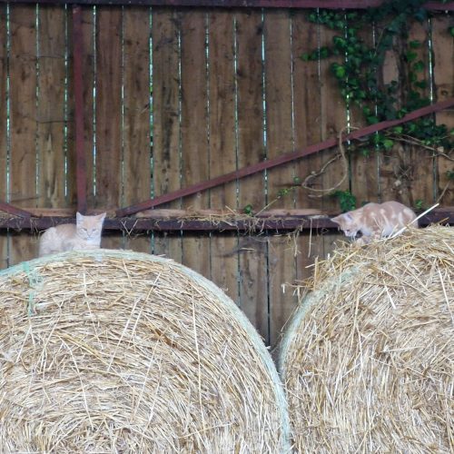 whatsapp image 2026 02 06 at 15.57.0088