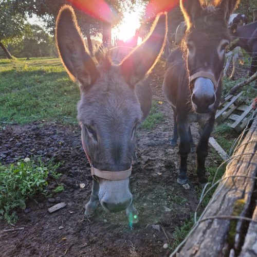 whatsapp image 2026 02 06 at 15.57.59