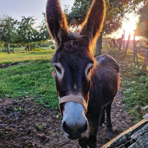 whatsapp image 2026 02 06 at 15.58.168