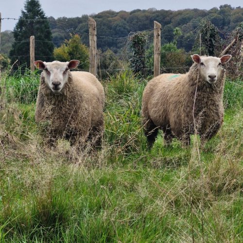 whatsapp image 2026 02 06 at 16.03.182