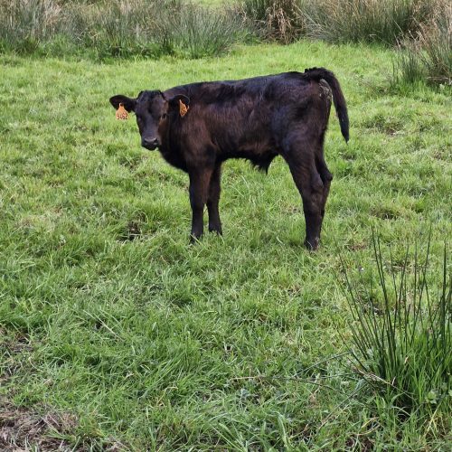 whatsapp image 2026 02 06 at 16.11.39