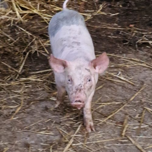 whatsapp image 2026 02 06 at 16.18.04